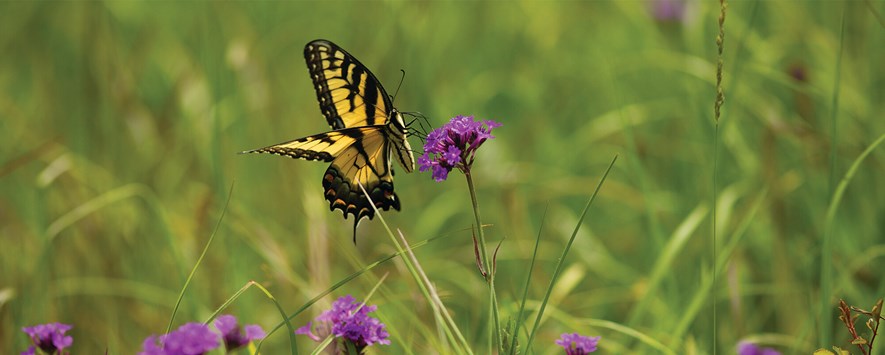 一只黑色和黄色蝴蝶在一个绿色夏季牧场的中间休息在一朵紫色的花