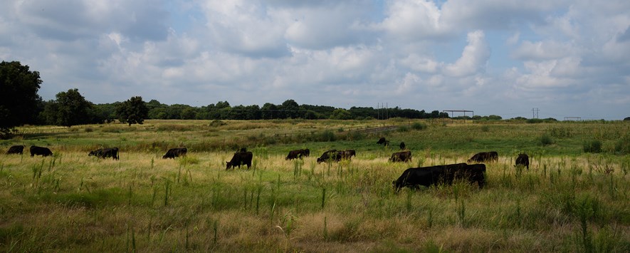 牛放牧覆盖作物