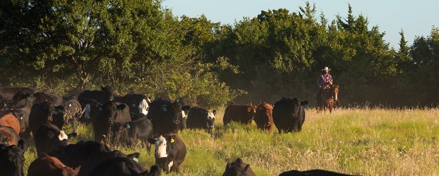在马背上的牧场主工作牛在树木繁茂的区域
