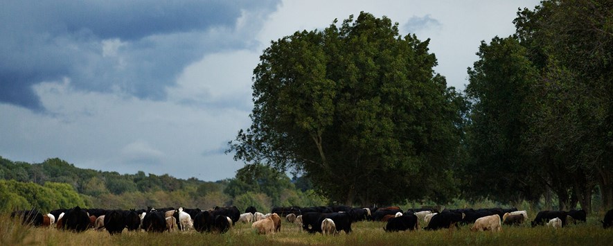 吃草在山核桃树丛中的牛在多云天空下