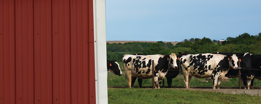黑白荷斯坦奶牛在他们的红谷仓