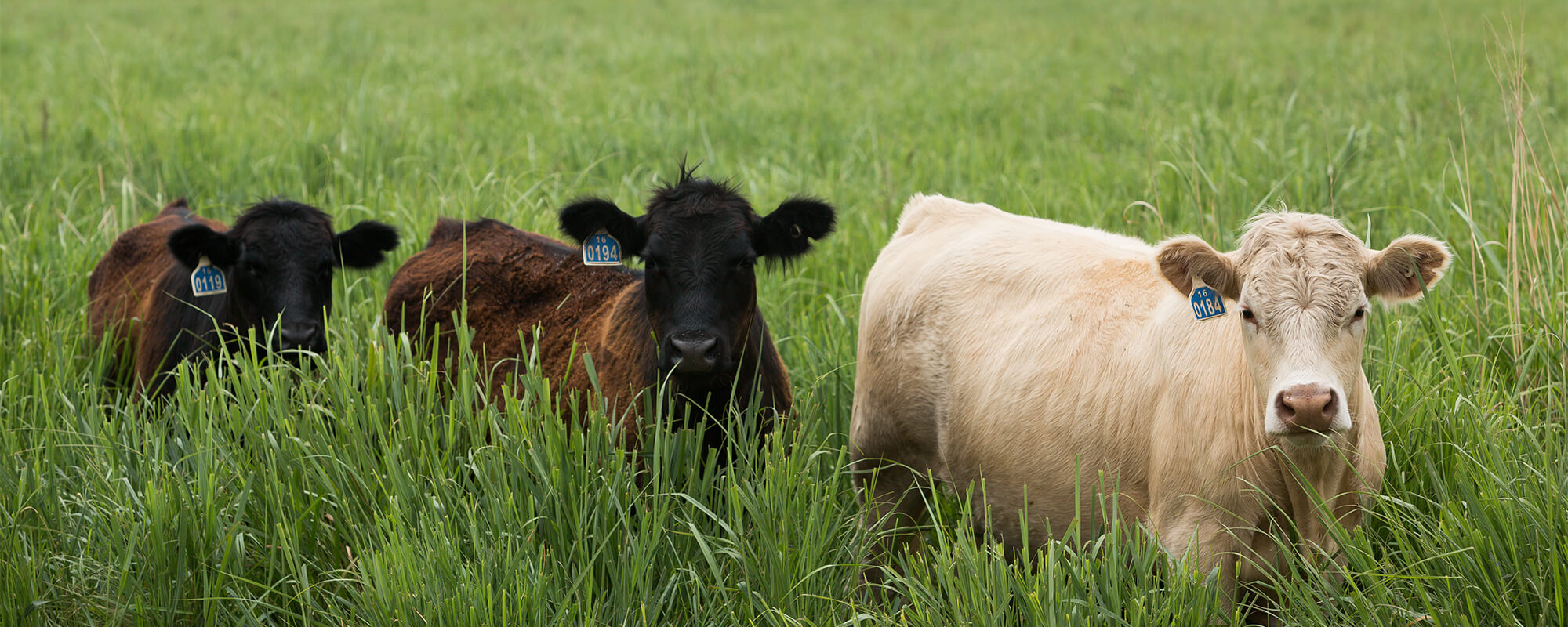 两头奶牛站在高大的牧场上