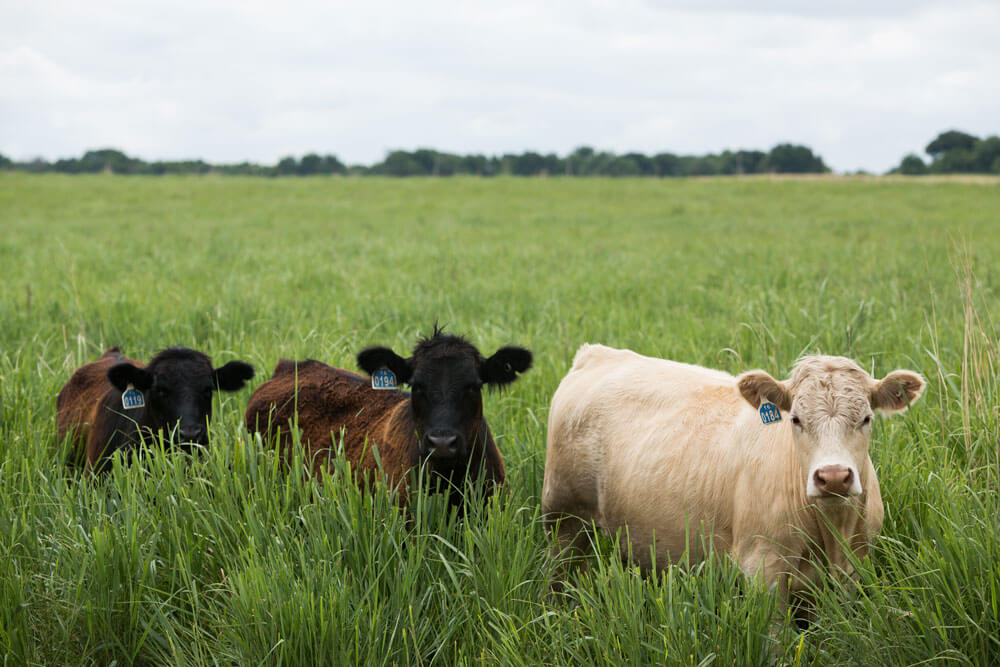 牛在高大的牧场上放牧。