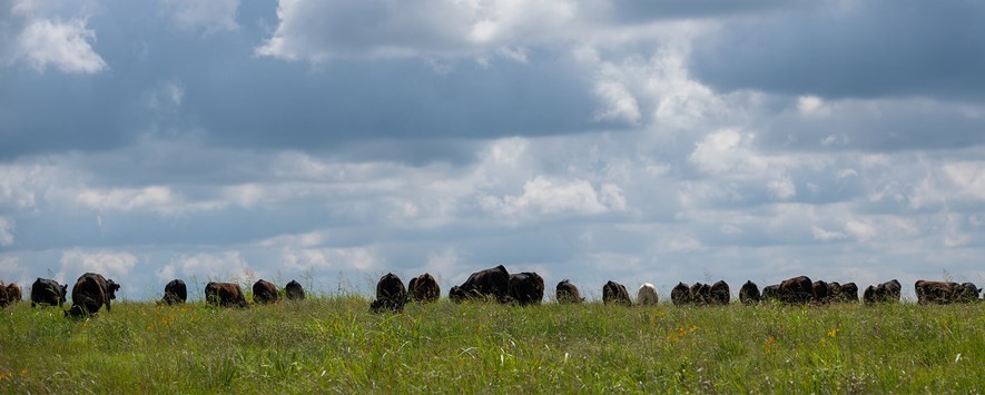 牛群在地平线上的牧场上吃草。