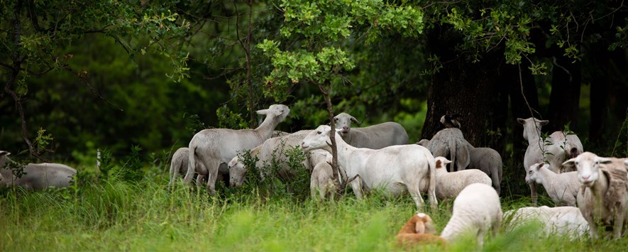 绵羊在森林区附近放牧