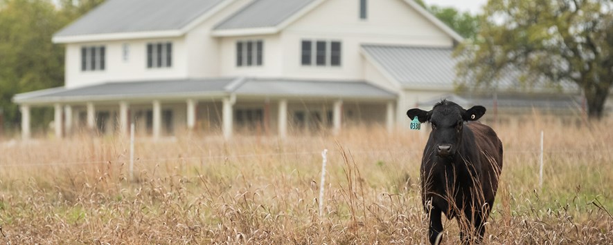 站立在与休眠牧草的高牧场地的母牛在农舍前面。