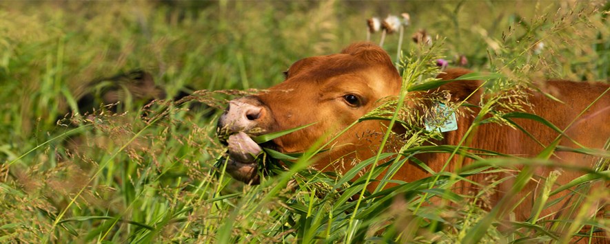 牛在再生牧场中放牧高的草料。