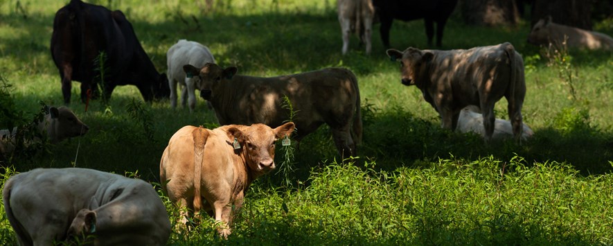 在红色河大牧场的牛在树下的树荫下吃草