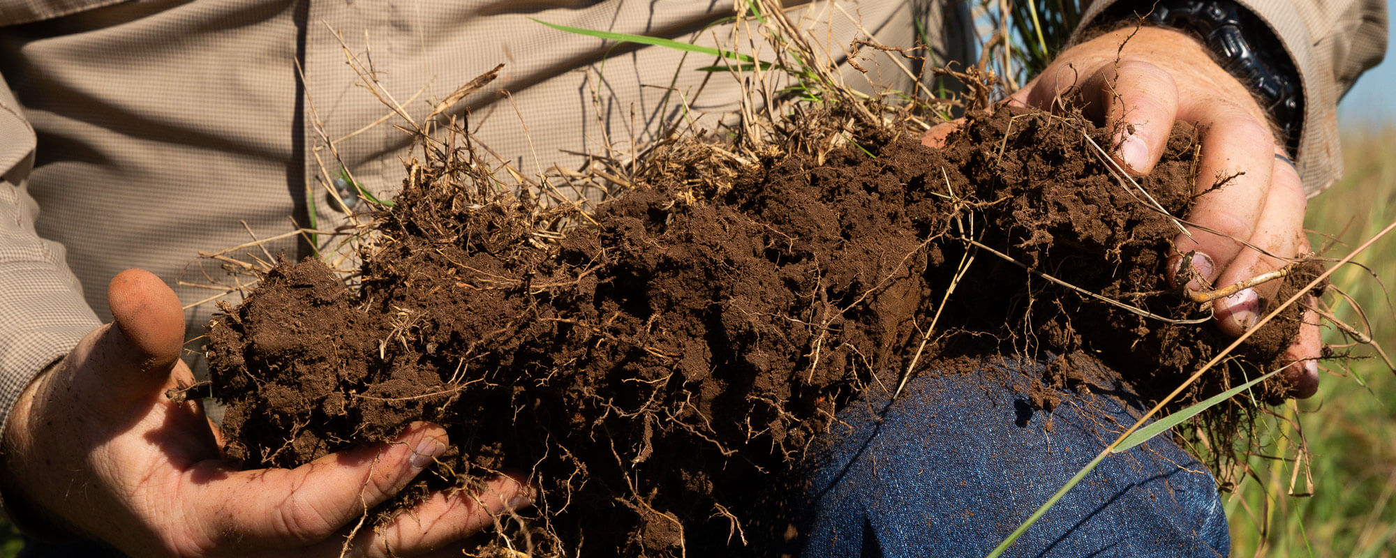 建设土壤有机碳植物根