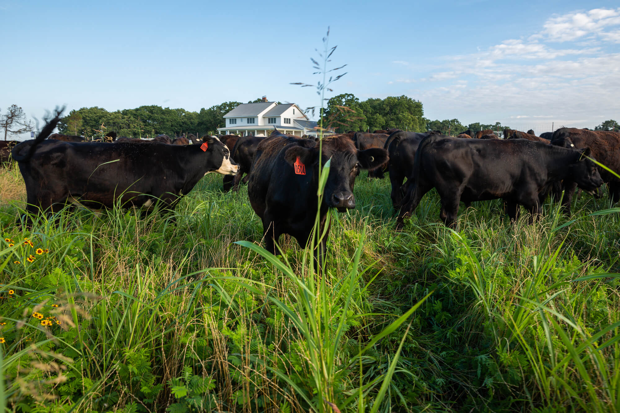 牛群在农舍前放牧