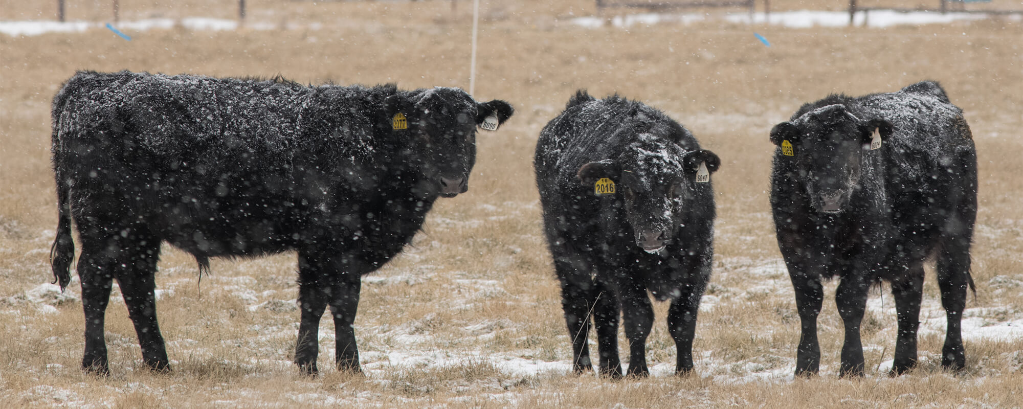 冷天气保护牛群