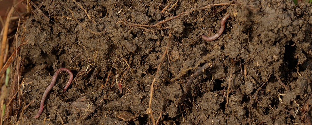 带蠕虫根的土壤