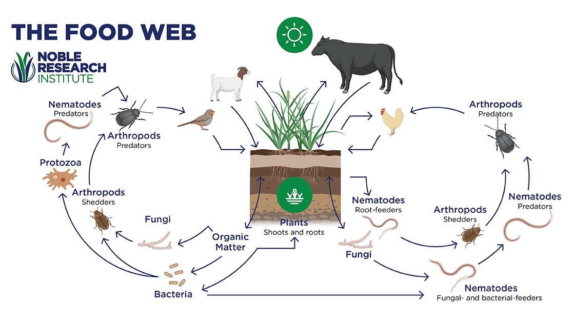 食物网信息显示养分循环从植物生成有机物转向真菌和细菌,到原生线虫和线虫,再到节肢动物,再到鸟类和牲畜