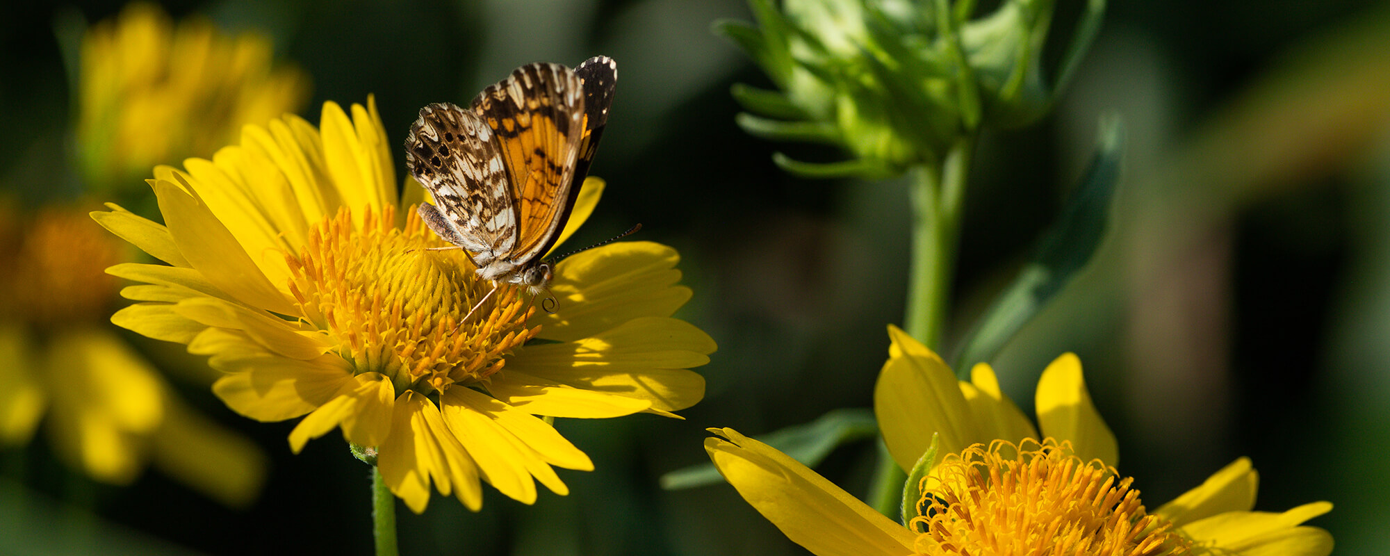 滑动者电源:三大原因蜜蜂、蝴蝶、蝙蝠和更多对牧场很重要