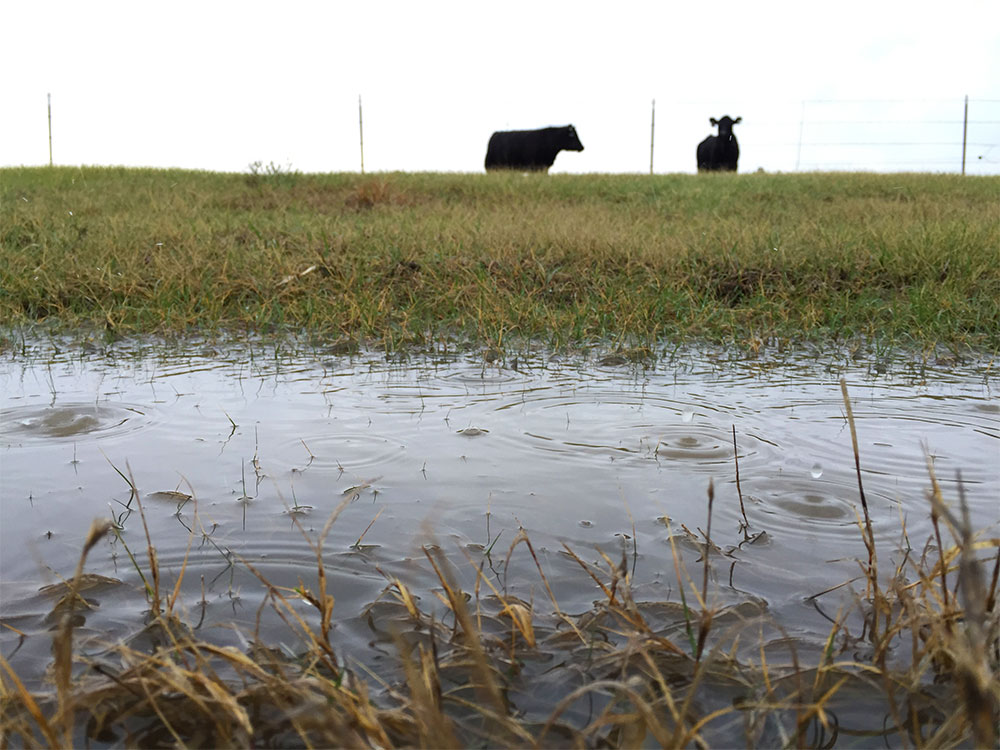 雨滴倒在牛牧场水坑