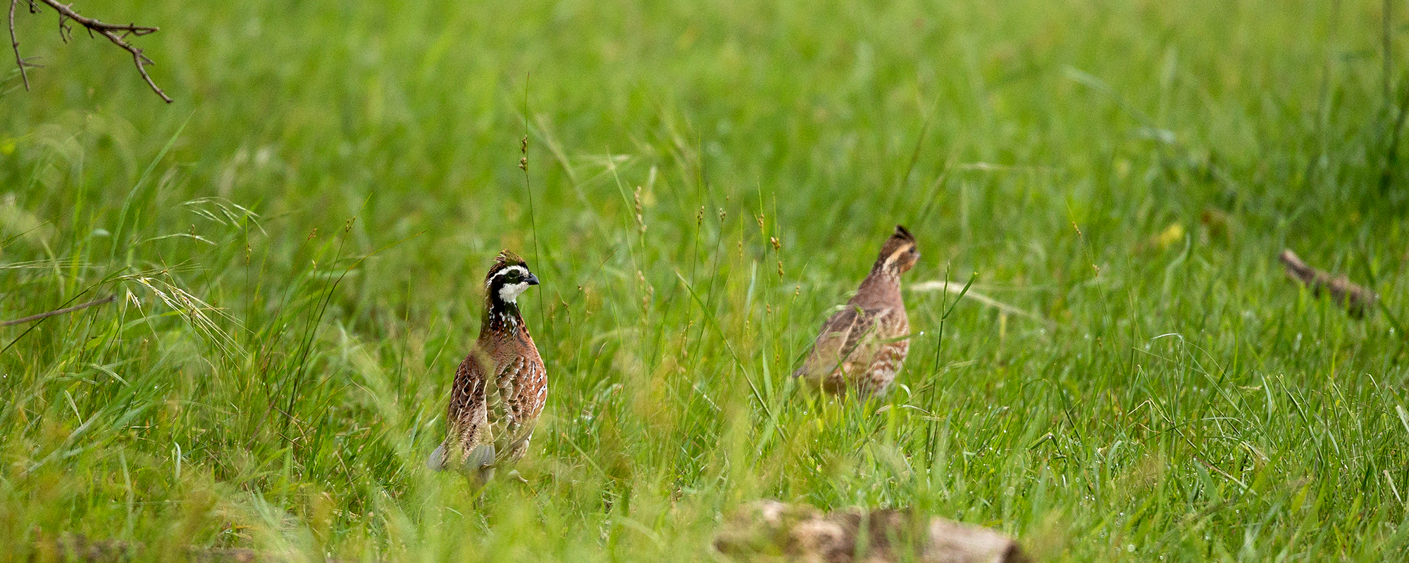 野生动物观察:健康草原丰盛地鸟信号