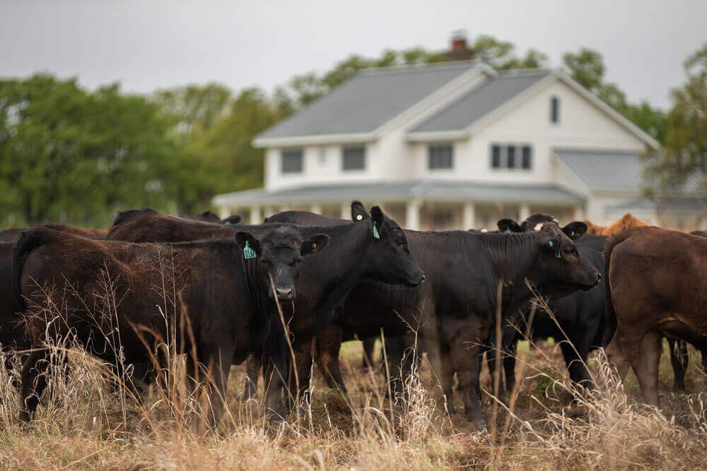 牛群在农舍前放牧干草生长