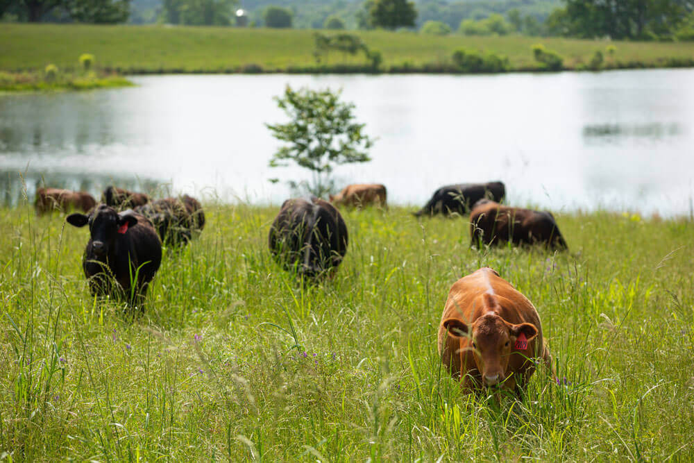 牛群在池塘附近的绿草中放牧