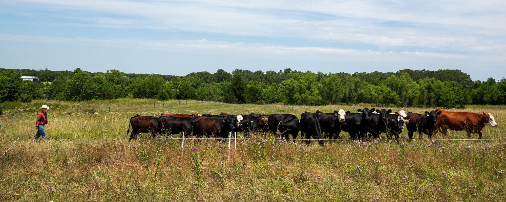 牛群高密度放牧多线栅栏