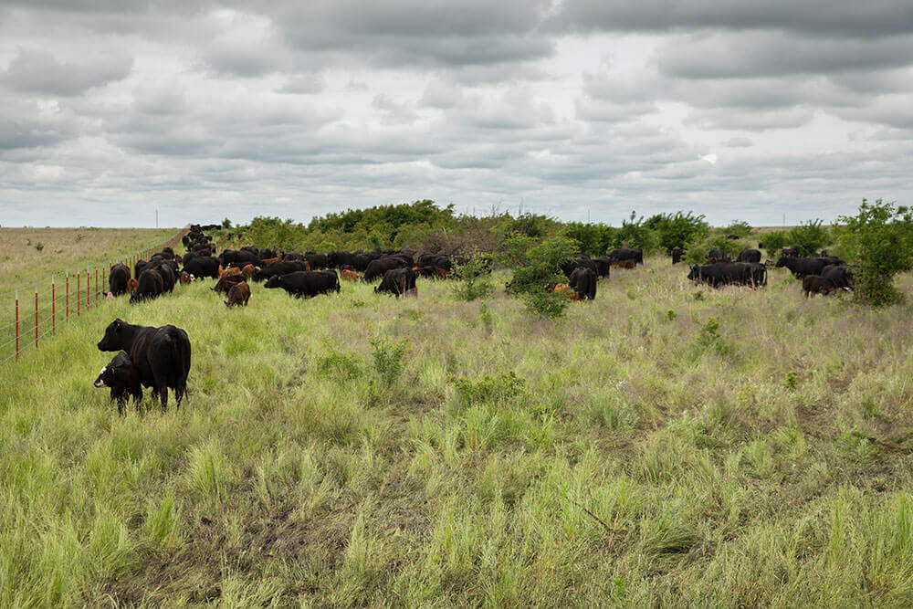 牛群放牧后丢弃草场