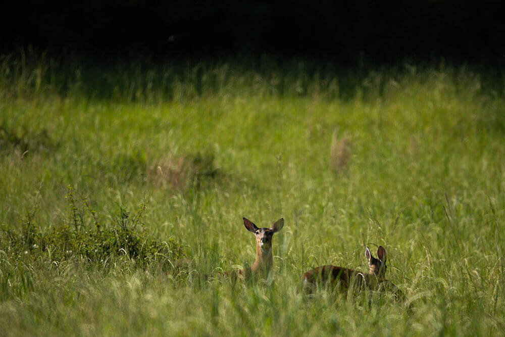 鹿向相机看,而小鹿向回走两者都站在绿草地上,高高再生饲料生长