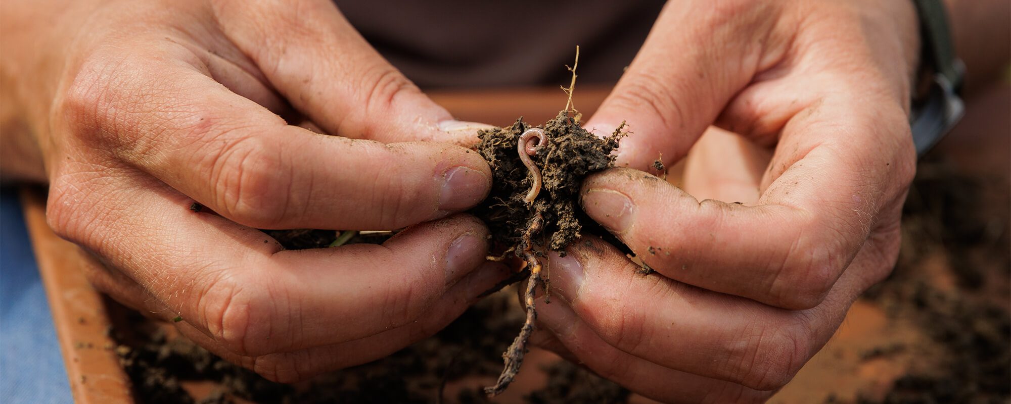 手握蠕虫和土壤