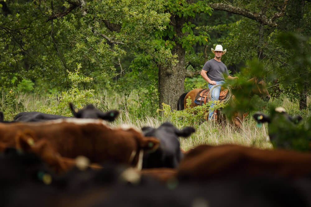 马背牧场主观察牛群,牛群在林地放牧