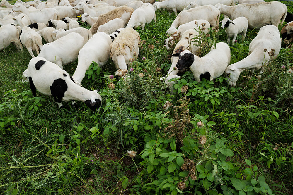 羊放牧多样性植物