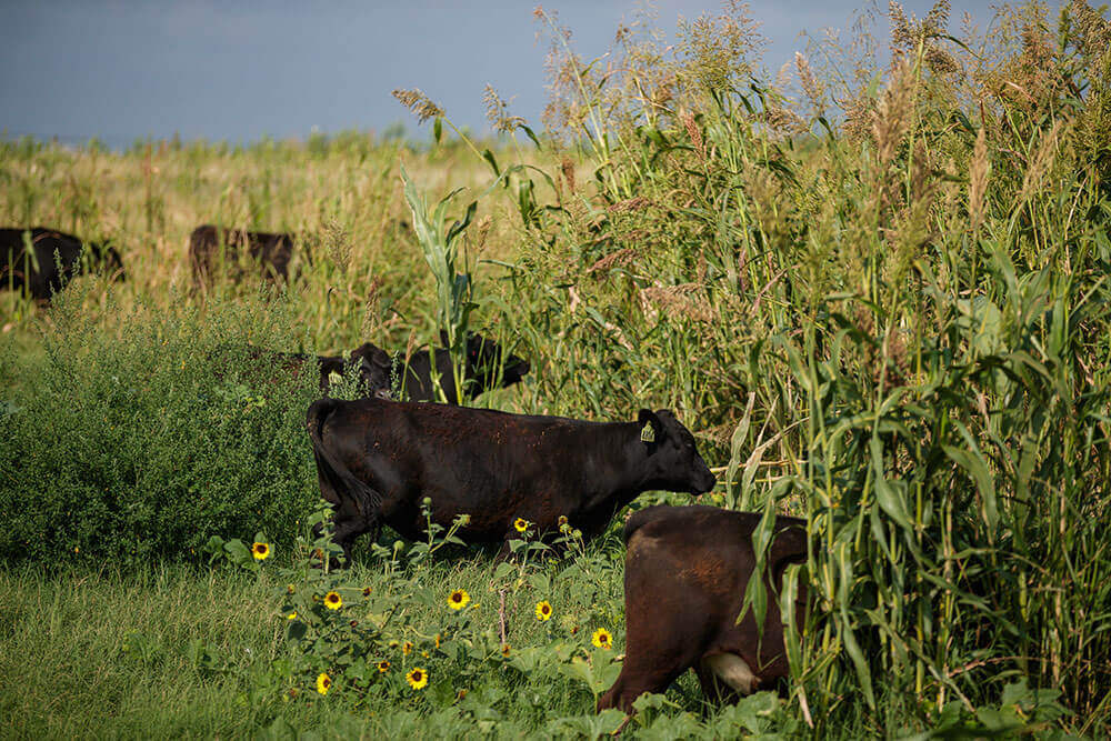 steers放牧覆盖作物