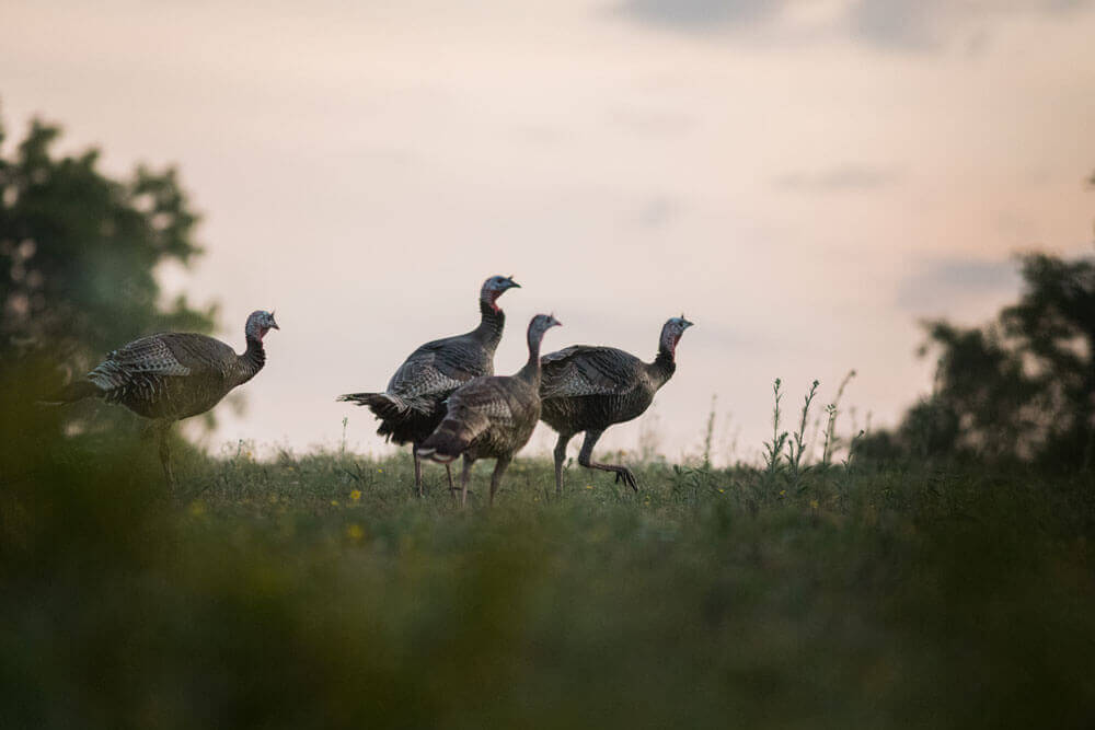 清晨阳光下四只母火鸡跨草坪
