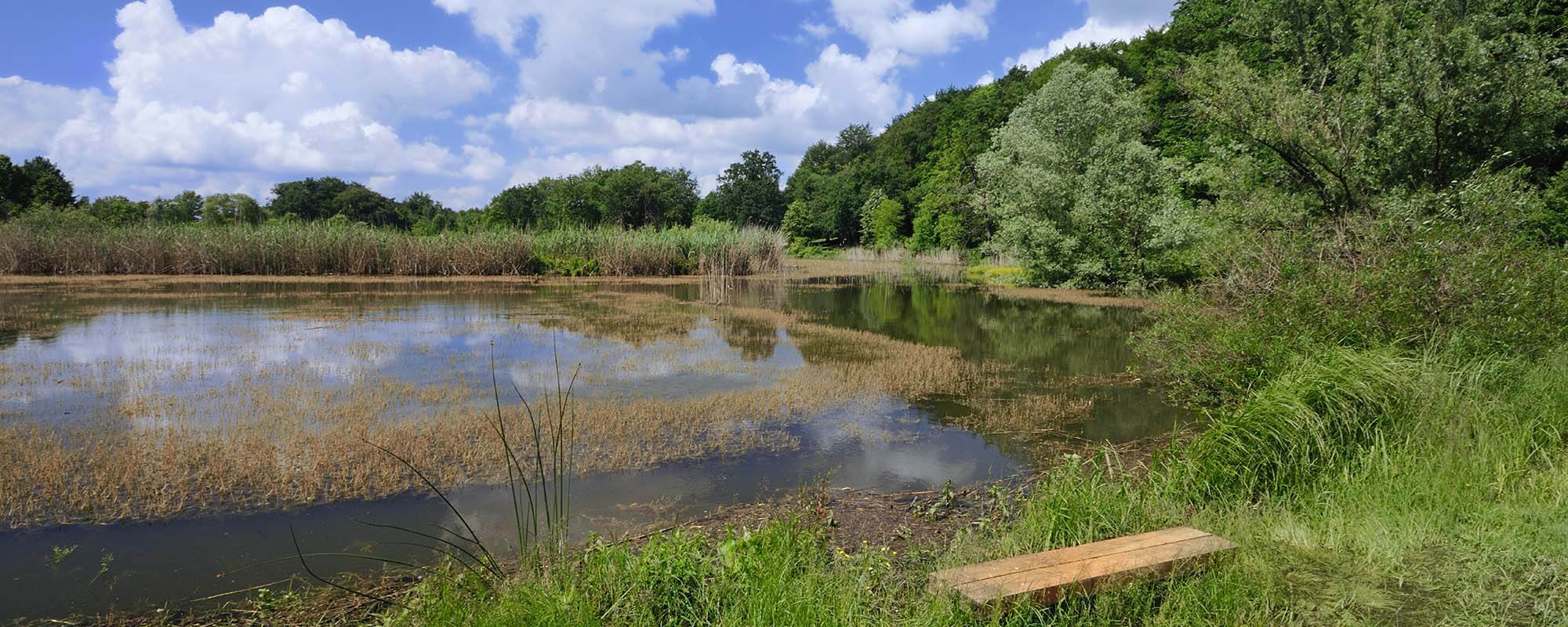 湿地提供生态和经济效益
