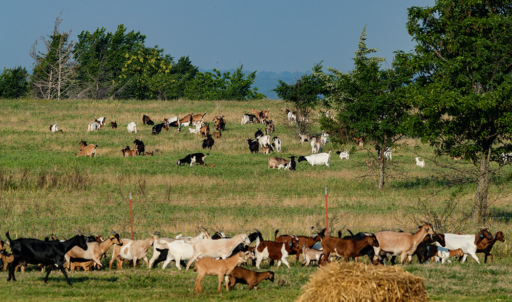 山羊聚集在草场等待每日移动放牧