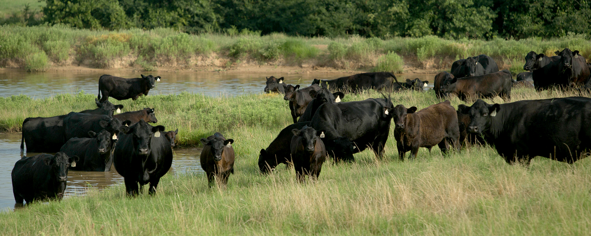 家畜在池塘附近放牧
