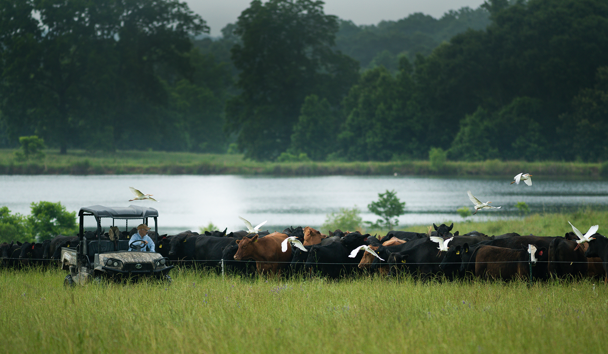 牛群从一块牧场移到另一块牧场
