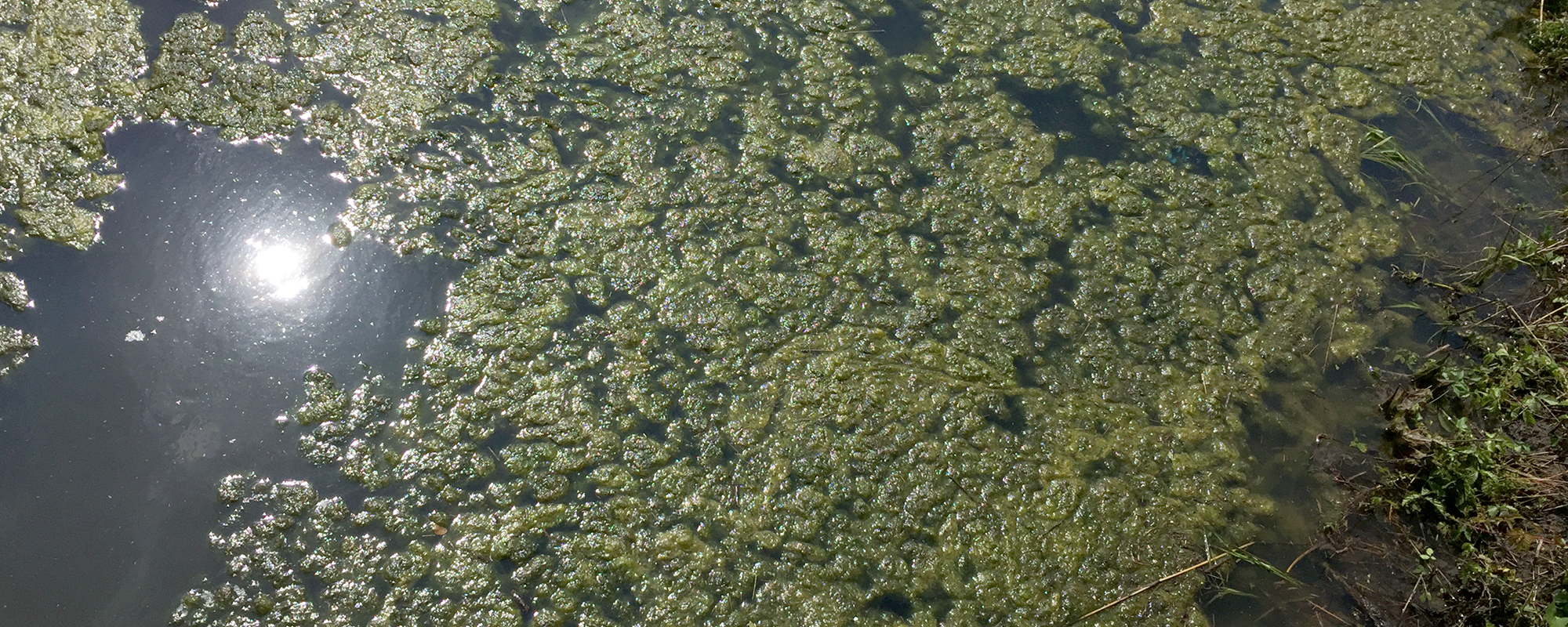 池塘水生植物