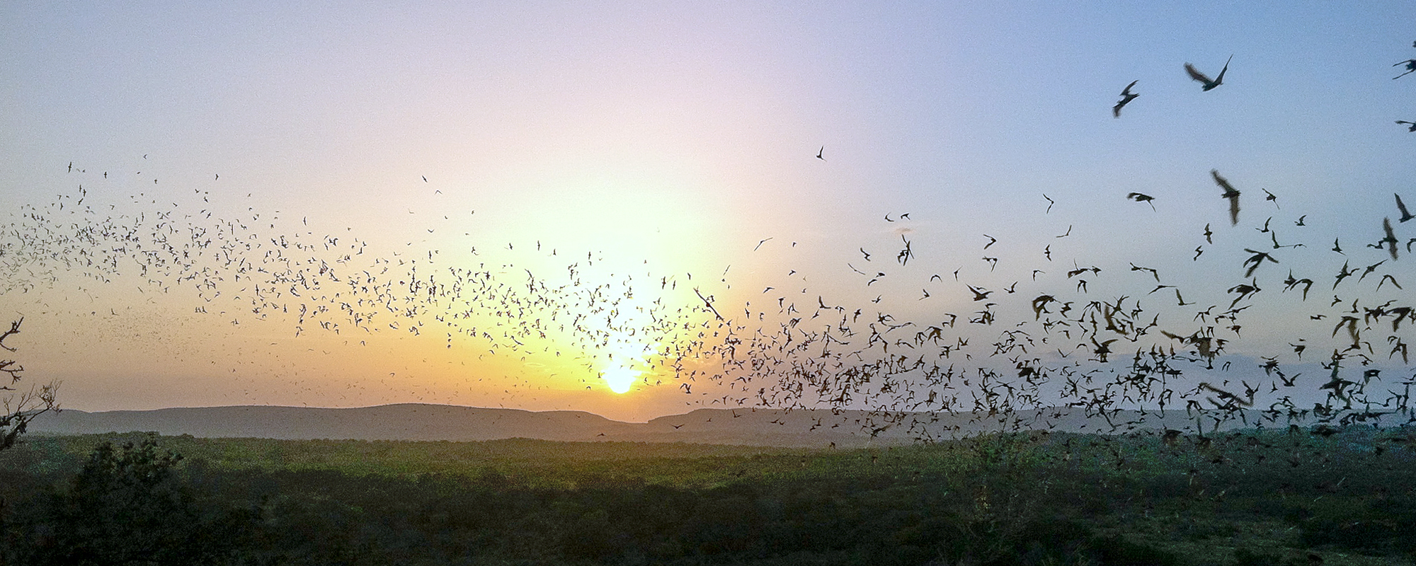 蝙蝠飞向夕阳